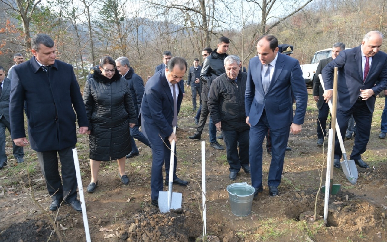 Lənkəranda “Yaşıl dünya naminə həmrəylik ili” çərçivəsində 3300 dəmirağacı əkildi - FOTOLAR