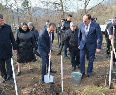 Lənkəranda “Yaşıl dünya naminə həmrəylik ili” çərçivəsində 3300 dəmirağacı əkildi - FOTOLAR
